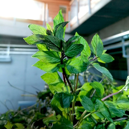 L'Herbier Essenciagua