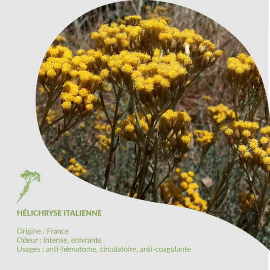 🌿 Herbarium d’Essenciagua - Hélichryse Italienne ssp. italicum
