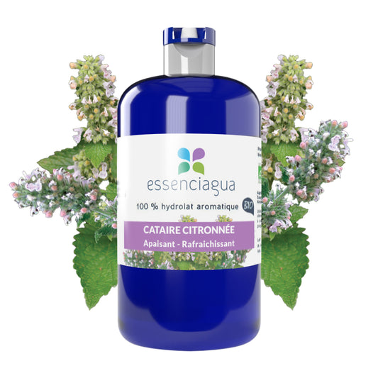 Hydrolat de Cataire citronnée 100% Bio et Artisanal