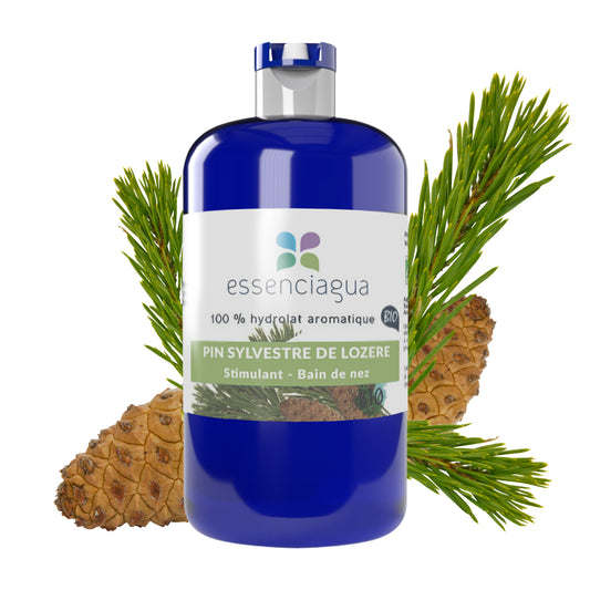 Hydrolat de Pin sylvestre 100% Bio et Artisanal