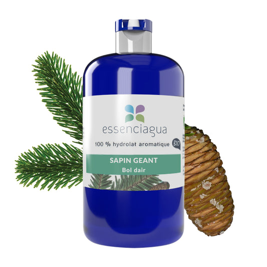 Hydrolat de Sapin géant 100% Bio et Artisanal