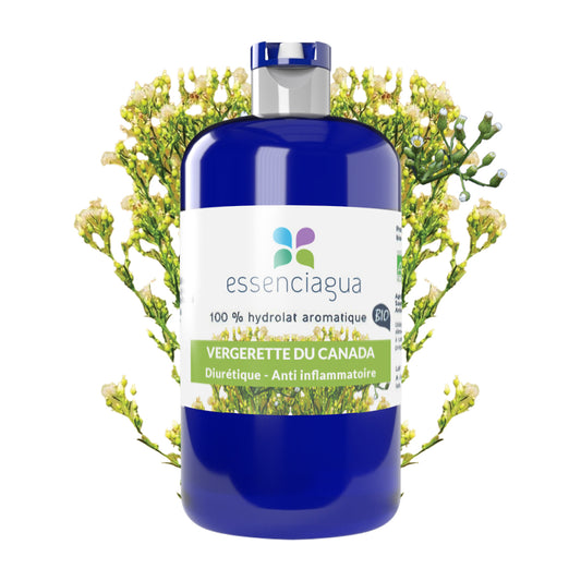Hydrolat de Vergerette du Canada 100% Bio et Artisanal