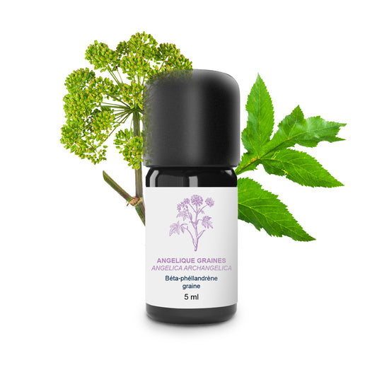 Huile Essentielle d'Angélique graines 100% Bio et Artisanal