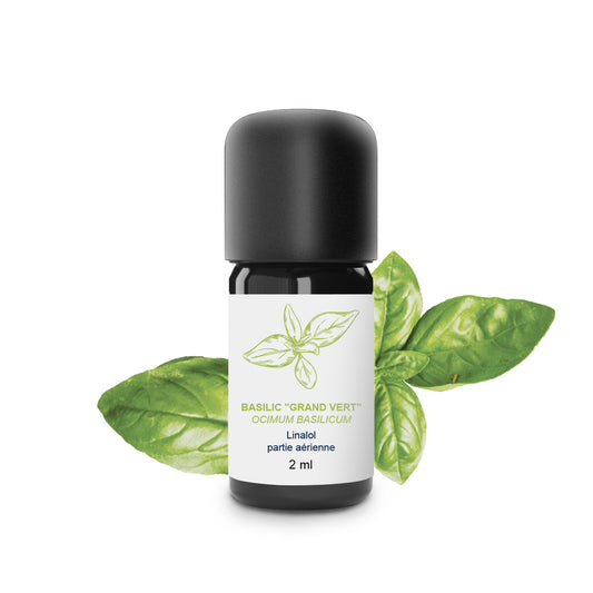 Huile Essentielle de Basilic grand vert 100% Bio et Artisanal