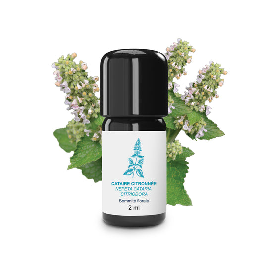 Huile Essentielle de Cataire Citronnée 100% Bio et Artisanal