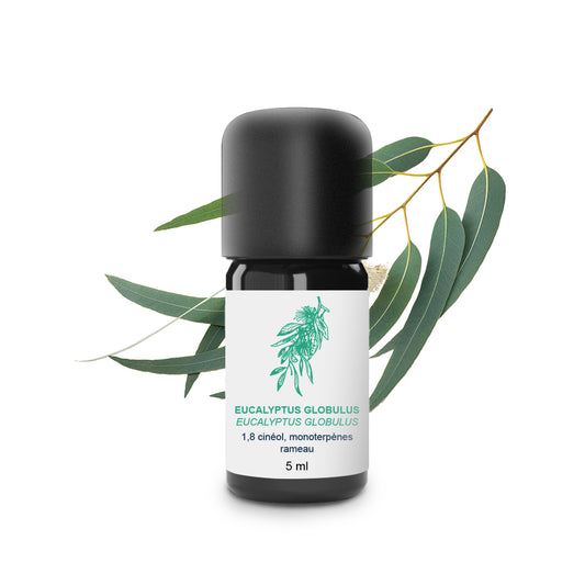 Huile Essentielle d'Eucalyptus globulus 100% Bio et Artisanal