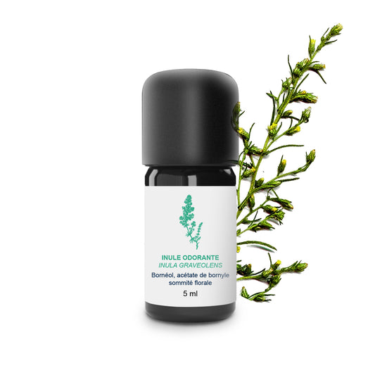 Huile Essentielle d'Inule 100% Bio et Artisanal