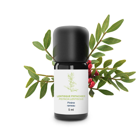 Huile Essentielle de Lentisque pistachier 100% Bio et Artisanal