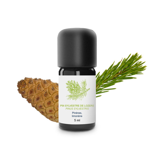 Huile Essentielle de Pin sylvestre 100% Bio et Artisanal