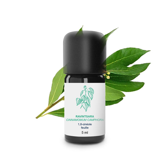 Huile Essentielle de Ravintsara 100% Bio et Artisanal