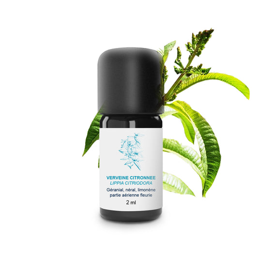 Huile Essentielle de Verveine citronnée 100% Bio et Artisanal