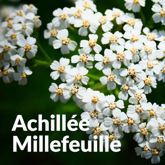 Achillée millefeuille