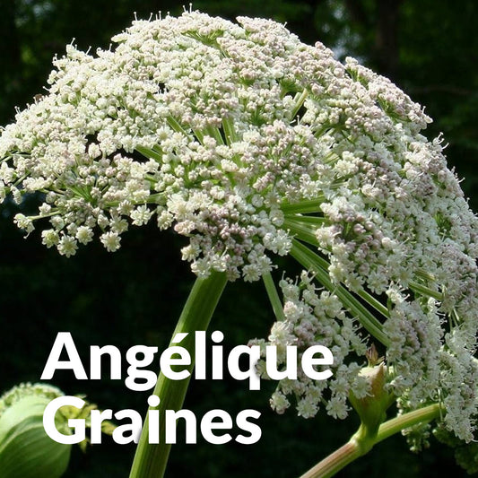 Angélique graines