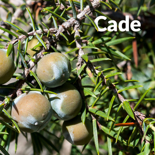 Cade