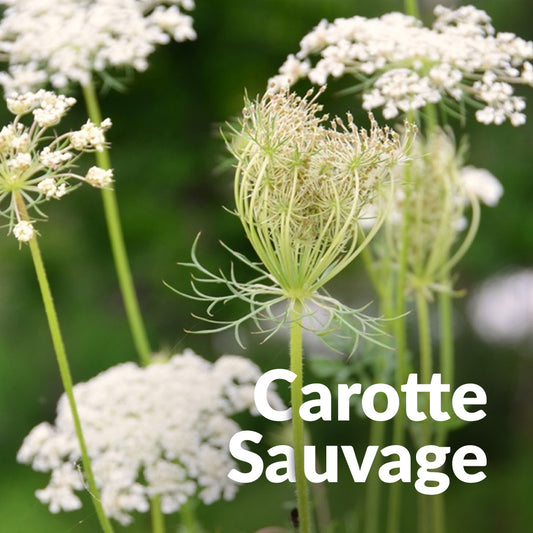 Carotte sauvage