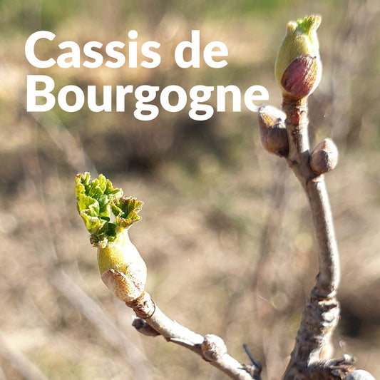 Cassis de Bourgogne