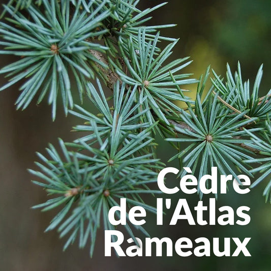 Cèdre de l'Atlas