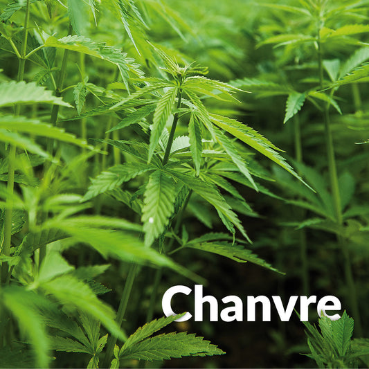Chanvre