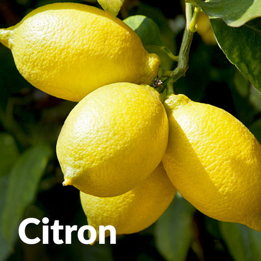 Citron