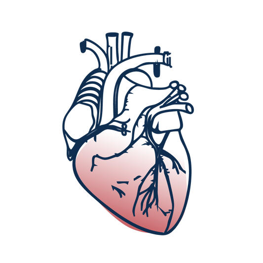 Coeur et circulation