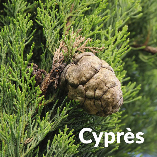 Cyprès toujours vert