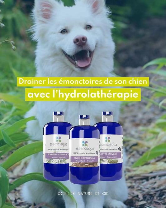 Drainage pour les chiens au printemps