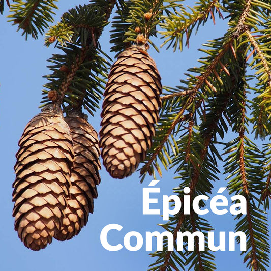 Epicea commun