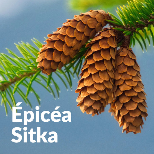 Epicea sitka