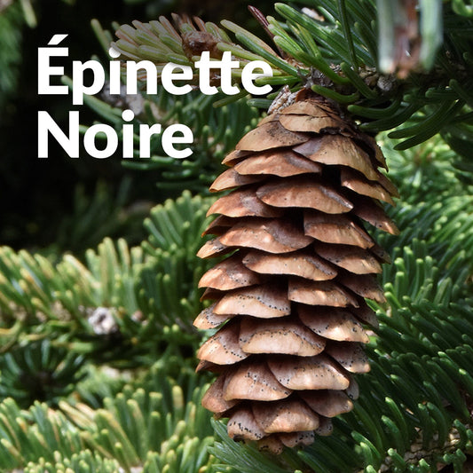 Epinette noire