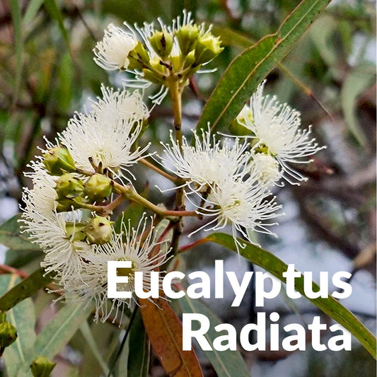 Eucalyptus radié