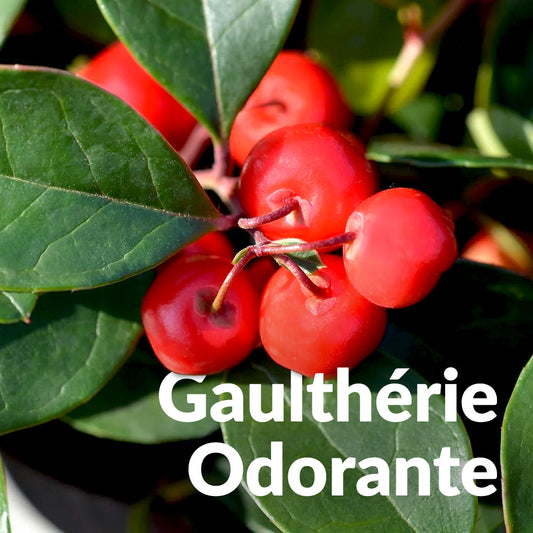 Gaulthérie