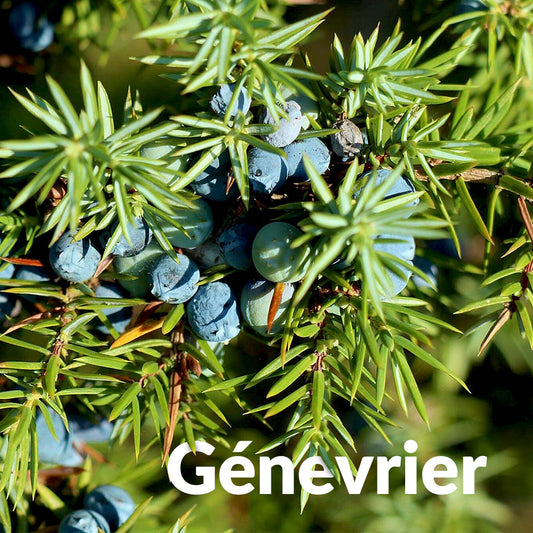 Genévrier commun du Quercy