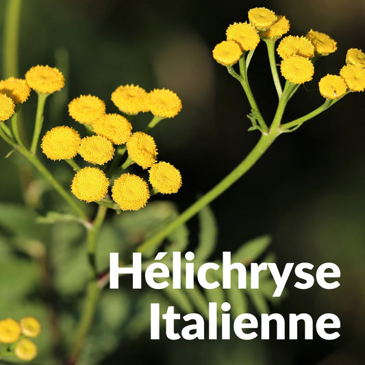 Hélichryse italienne Immortelle