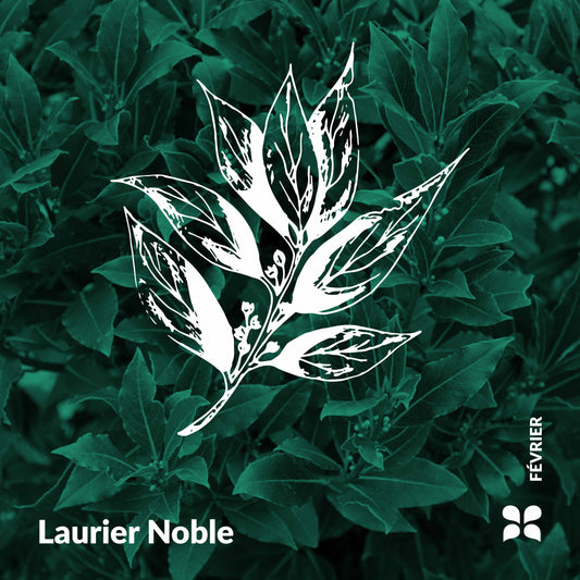 Herbarium d'Essenciagua - Laurier Noble 