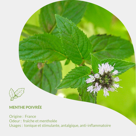 Herbarium Essenciagua - Menthe Poivrée