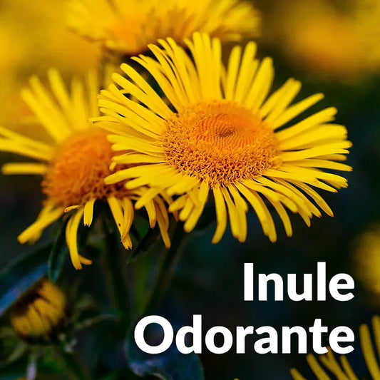 Inule