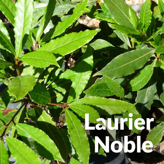 Laurier noble