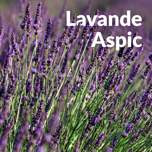 Lavande aspic