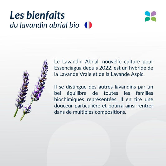 Le lavandin abrial vs. La lavande fine des Causses

