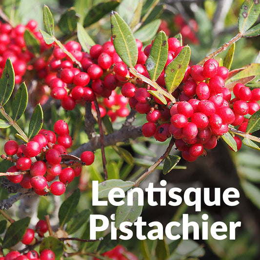 Lentisque pistachier