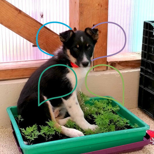 Les animaux de compagnie dans  notre distillerie