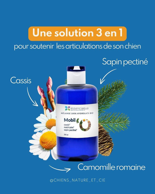 Les problématiques ostéo-articulaires des chiens 