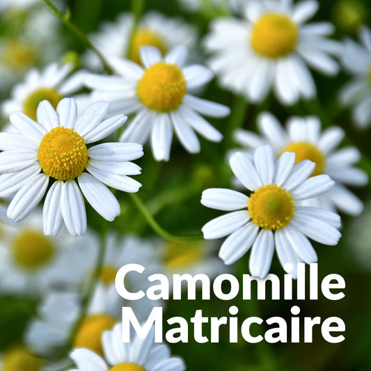 Matricaire Camomille Allemande