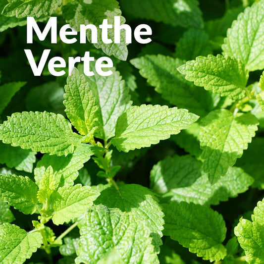 Menthe verte