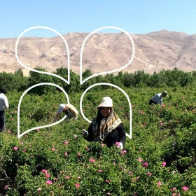 Notre producteur de Rose en Iran