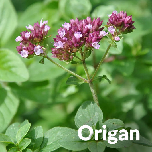 Origan