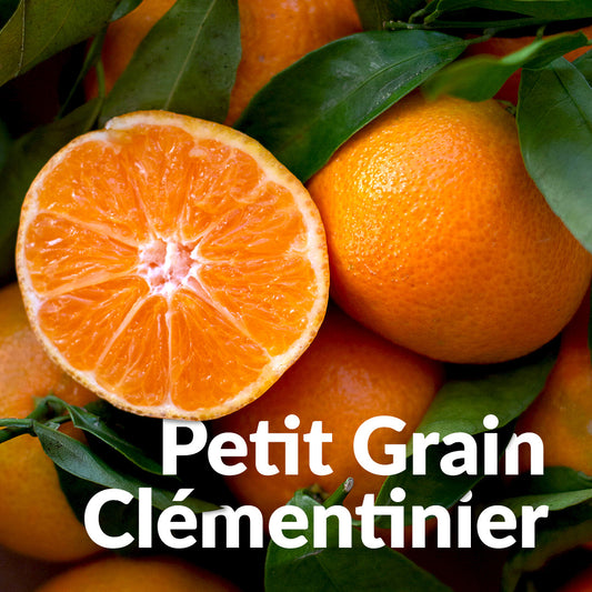 Petit grain clémentinier