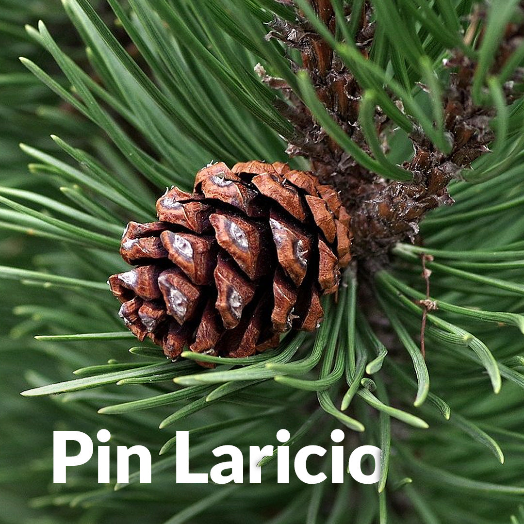 Pin larichio – Essenciagua