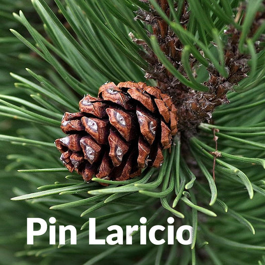 Pin larichio