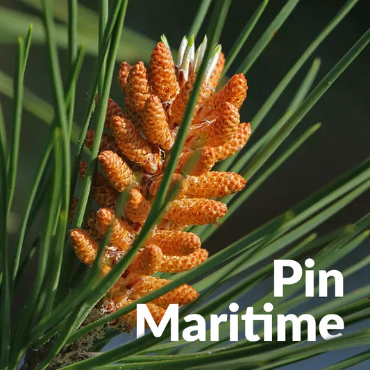 Pin maritime